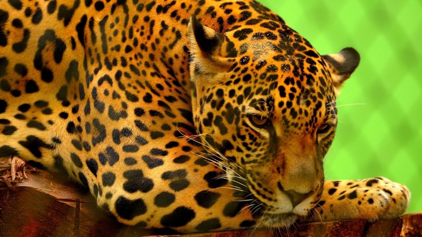 ¡Indignante! Atropellan a jaguar en Tamaulipas y muere