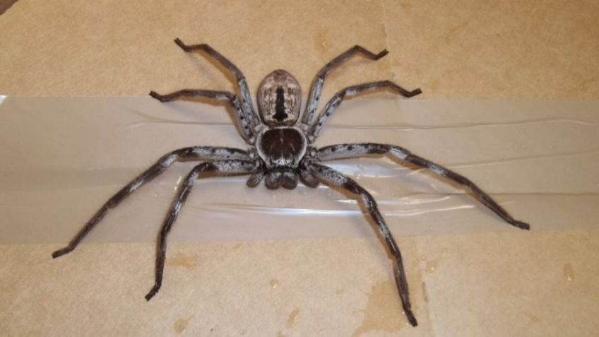 Australiano muestra TERRORÍFICA araña del tamaño de una cara que vive en su garaje: FOTO