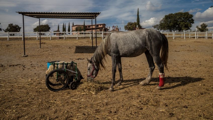 Refugio brinda a animales nueva vida