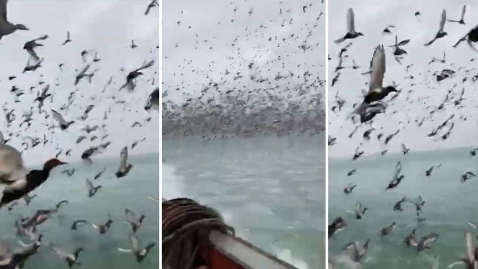 Ni los tripulantes de la embarcación ni los patos resultaron lesionados. FOTO: ESPECIAL