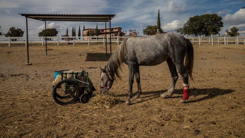 El espacio vive por donaciones y con la ayuda de un grupo de
voluntarios.  Foto: Yadín Xolalpa