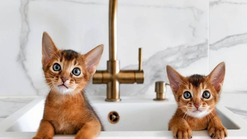 Los cachorros deben bañarse una vez al mes. Foto: Instagram