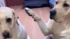 Sorprenden a PERRITO haciendo travesura y se VENGA golpeando a su amigo: VIDEO