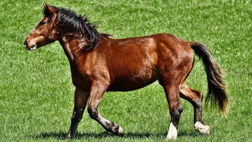 Conoce al caballo "camaleón" que cambia de color durante todo el año: FOTOS