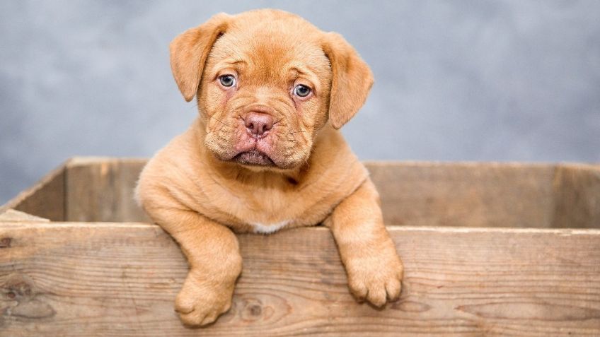 ¿Un nuevo perro en la familia? Qué hacer antes, durante y después de su llegada a casa: VIDEO