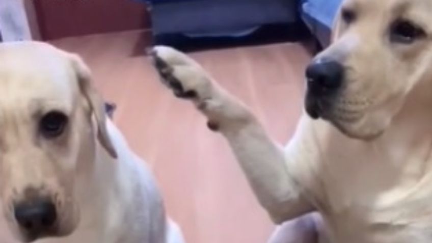 Sorprenden a PERRITO haciendo travesura y se VENGA golpeando a su amigo: VIDEO