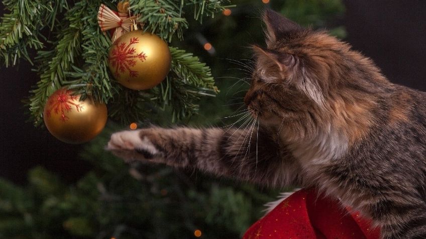 ¡Karen pon atención! Esto debes hacer para que tu gato no destruya tu árbol de Navidad 