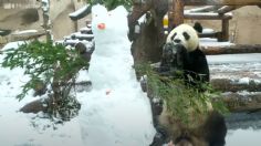 ¡Qué ternura! Oso lucha contra un muñeco de nieve al estilo de Kung Fu Panda: VIDEO VIRAL