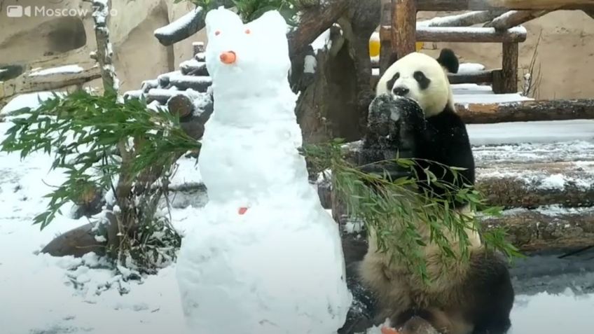 ¡Qué ternura! Oso lucha contra un muñeco de nieve al estilo de Kung Fu Panda: VIDEO VIRAL