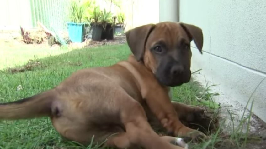 VIDEO VIRAL: Mujer se enfrenta a una pitón para salvar a su PERRITO