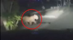 VIDEO VIRAL: Tigre de bengala es grabado "paseando" por calles de Ciudad Juárez, genera temor entre los vecinos