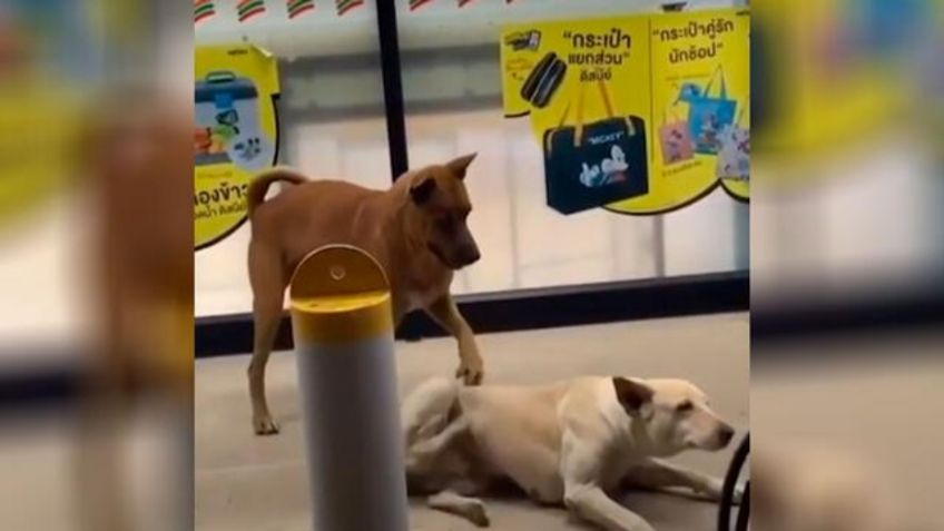 VIDEO VIRAL: Perrito rasca la espalda de su amigo y juntos rompen las redes con su ternura