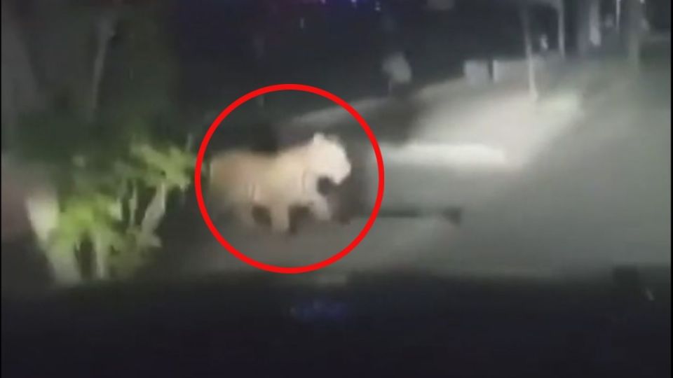 Luego de ser capturado el gran felino fue trasladado a las instalaciones del Centro de Rescate y Adopción de Mascotas del Municipio Independiente. FOTO: ESPECIAL