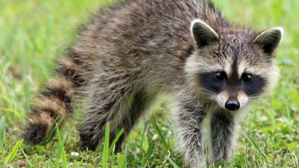 El mapache se subió a la lámpara del comedor bajo la atenta vigilancia de la perra y la dueña tuvo que hacerle bajar con una escoba. FOTO: ESPECIAL