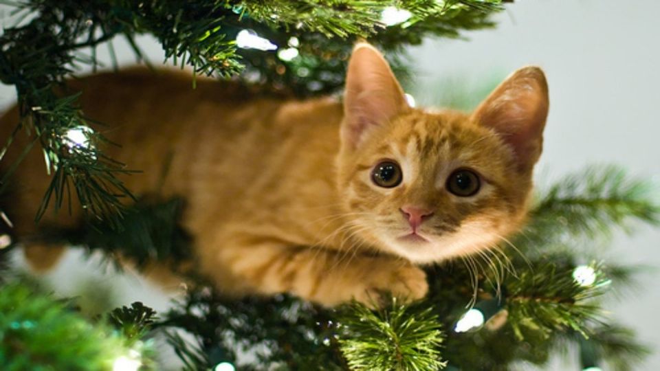 Los regalos seguro harán que el mishi no se meta con el árbol de Navidad. Foto: weheartit.com