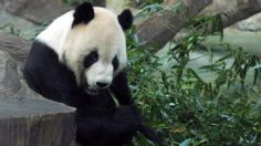 Muere Xinxing, la panda más vieja del mundo; tenía 38 años y vivía en cautiverio