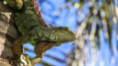 ¿Llueven iguanas en Navidad? Por ésta insólita razón caerán reptiles del cielo en Florida