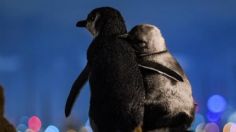 COVID-19: Foto viral de pingüinos 🐧 VIUDOS ganan premio mundial de fotografía