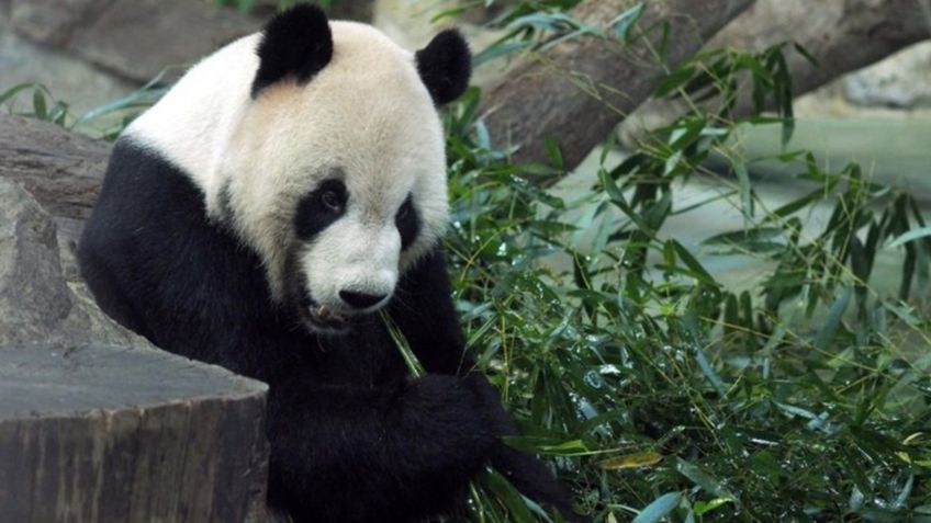 Muere Xinxing, la panda más vieja del mundo; tenía 38 años y vivía en cautiverio