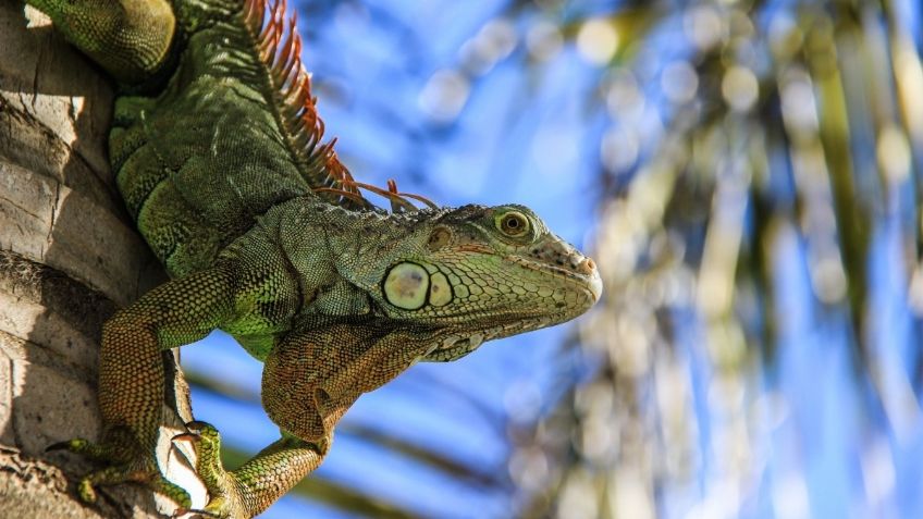 ¿Llueven iguanas en Navidad? Por ésta insólita razón caerán reptiles del cielo en Florida