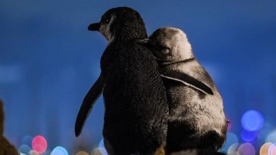 La historia de esta romántica escena esconde una vivencia triste  que nos da esperanza en medio de la pandemia. Foto: Archivo/ Instagram @tobiasvisuals