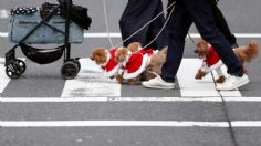 Perritos también festejan navidad