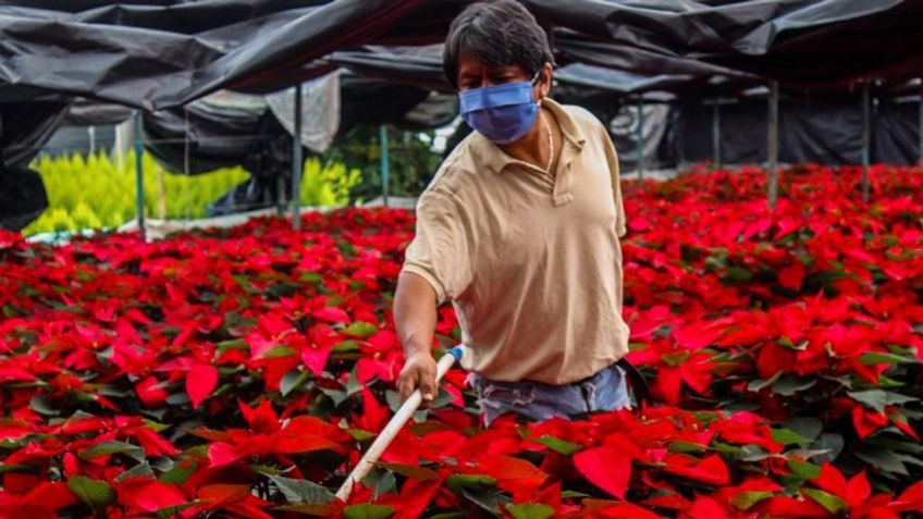 Productores capitalinos venden 97% de nochebuenas pese a pandemia