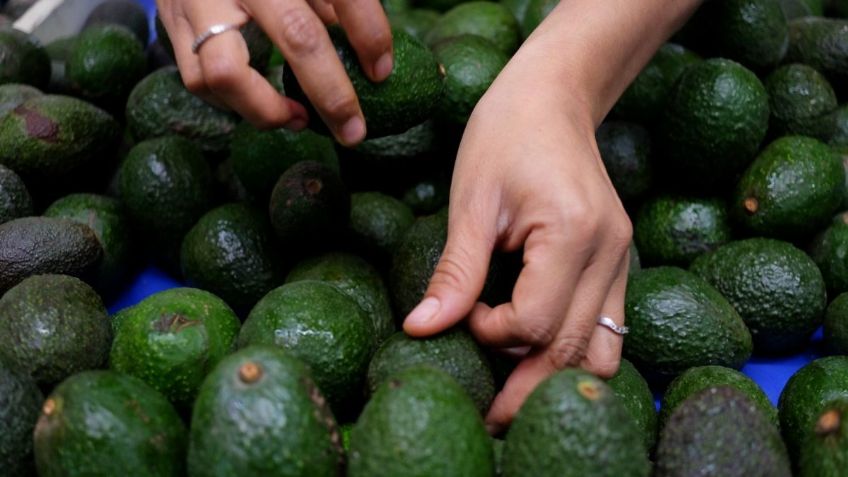 Gobierno de México respalda medidas para reactivar exportación de aguacate a EU