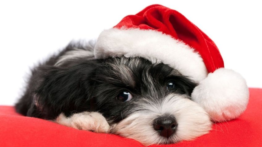 Cinco consejos para cuidar a tu perro o gato en Navidad