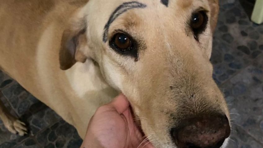 ¡Indignante! Perro regresa a casa con la cara pintada; su dueña busca a los responsables