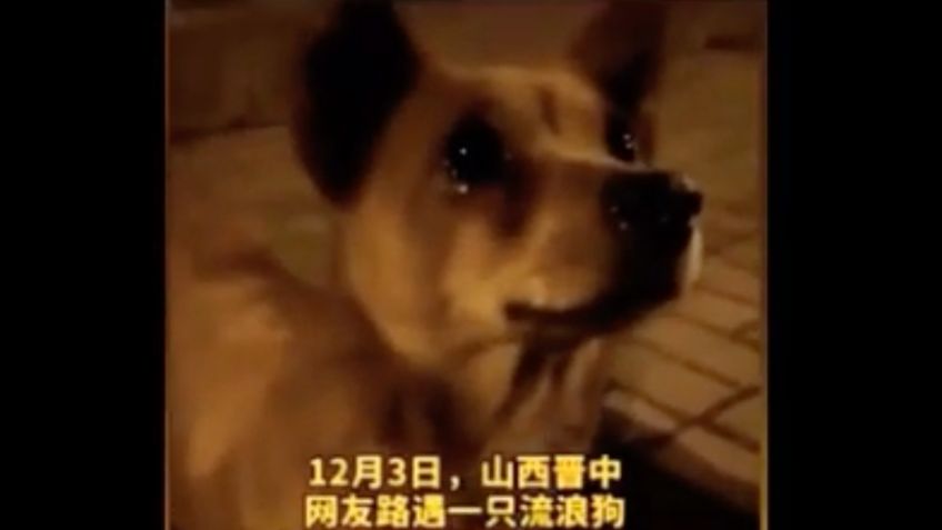 ¡Conmovedor! Perrito llora al recibir comida de una joven en China: VIDEO