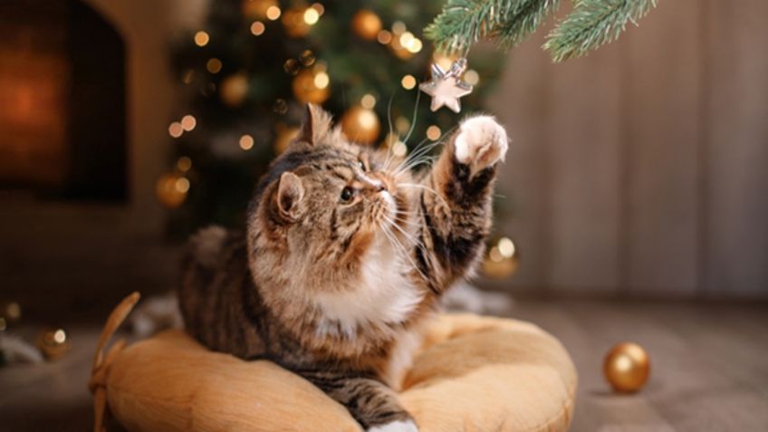 ¿Por qué los árboles de Navidad podrían ser PELIGROSOS para los gatos?