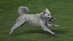 VIDEO VIRAL: ¡Hermoso! Perrito invade cancha en pleno partido, roba botín y cautiva con su ternura