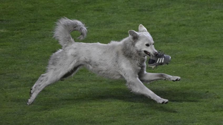 VIDEO VIRAL: ¡Hermoso! Perrito invade cancha en pleno partido, roba botín y cautiva con su ternura