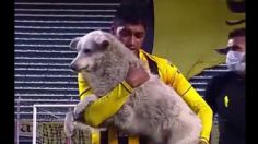 VIDEO VIRAL: Perrito roba tenis de futbolista; se lleva la noche y es adoptado