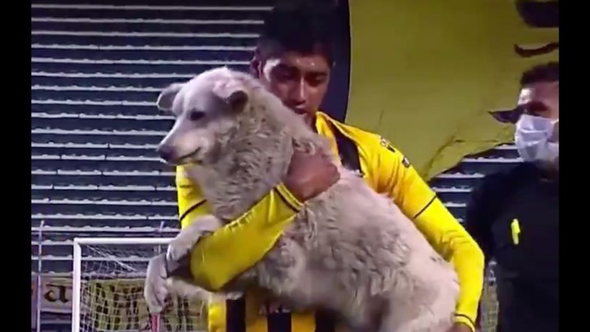 VIDEO VIRAL: Perrito roba tenis de futbolista; se lleva la noche y es adoptado