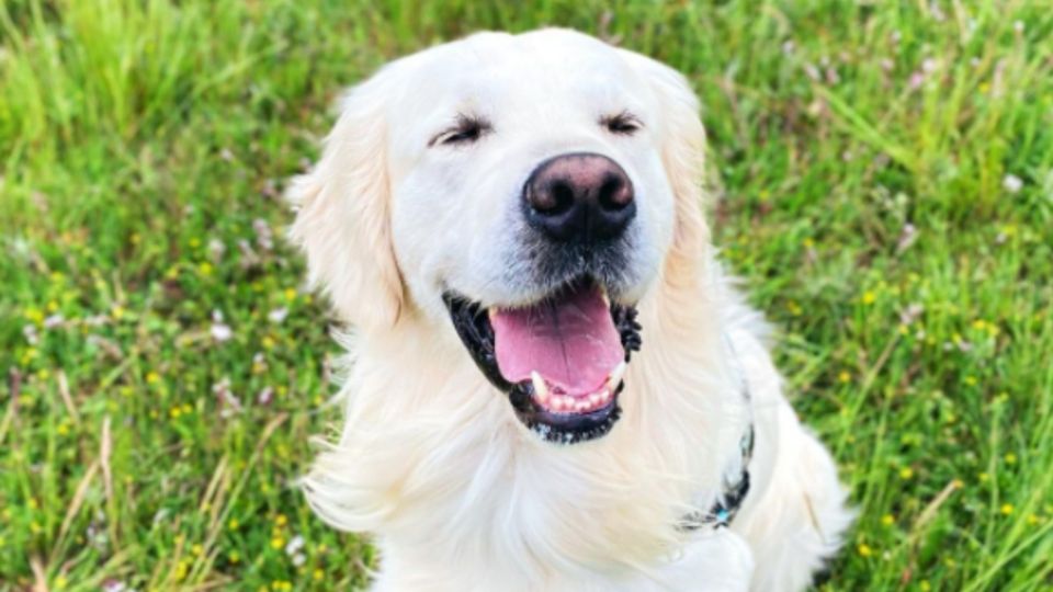 Al parecer la “sonrisa perruna” solo es una expresión animal. Foto: @horis_surya_golden