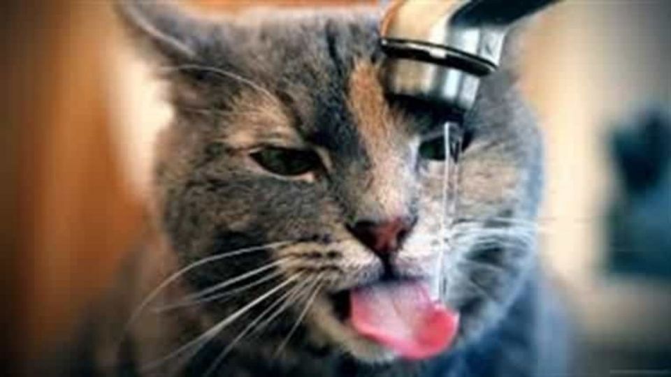 ¿Por qué mi GATITO bebe agua de todas partes? Foto: Especial