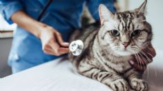 Estas cinco señales te indican cuándo debes llevar a tu gato al veterinario