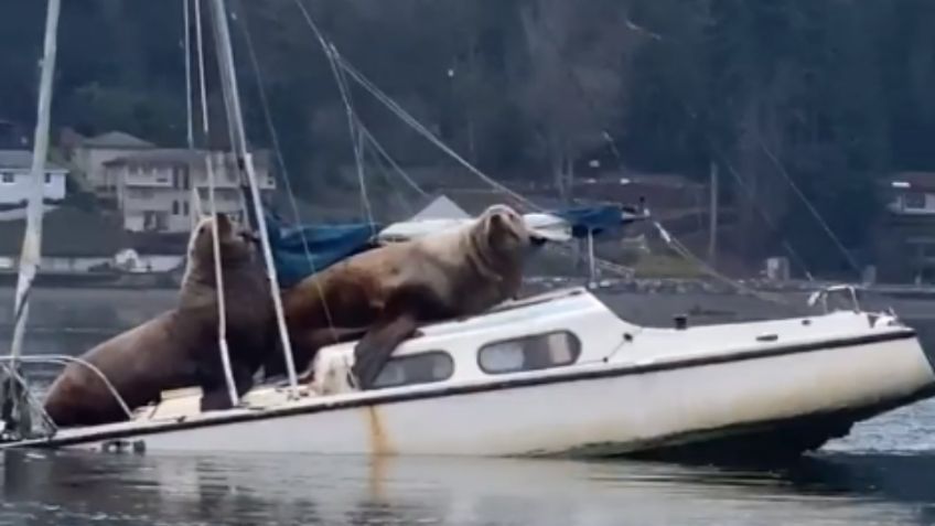 VIDEO VIRAL: Lobos marinos se “roban” lancha y provocan ternura al pasear en ella