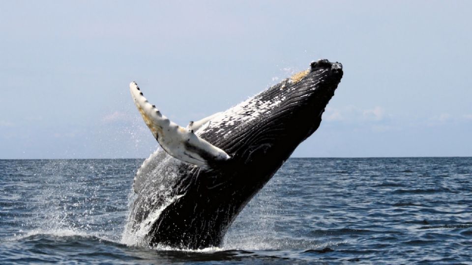 Llegaron las primeras especies de ballena gris a Baja California Sur 
FOTO: Twitter