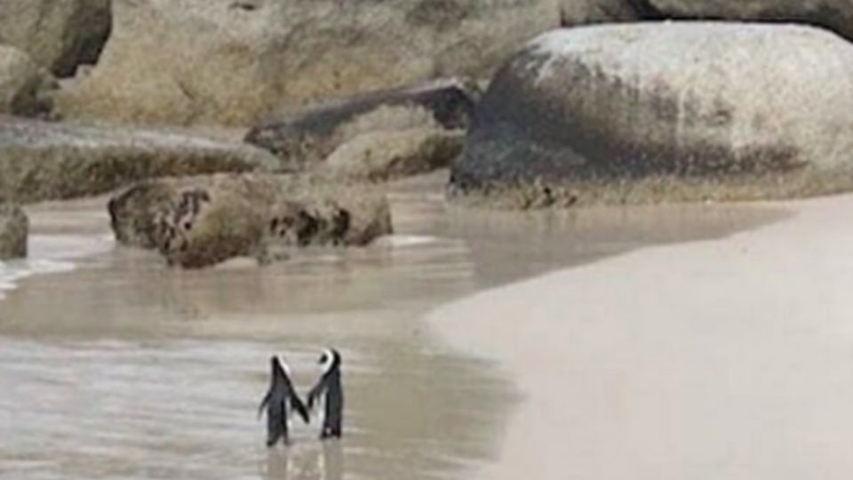 La imagen fue captada en la costa de Sudáfrica. FOTO: Nation