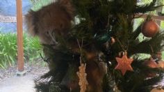 ¡Tierna confusión! Koala escala árbol de navidad al creer que era uno real