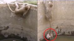 VIDEO VIRAL: Mamá mono arriesga su vida para salvar a su bebé de morir ahogado en un pozo