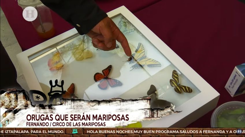 ¿Cómo criar una mariposa? Fernanda Tapia revela los secretos desde Tlalpan