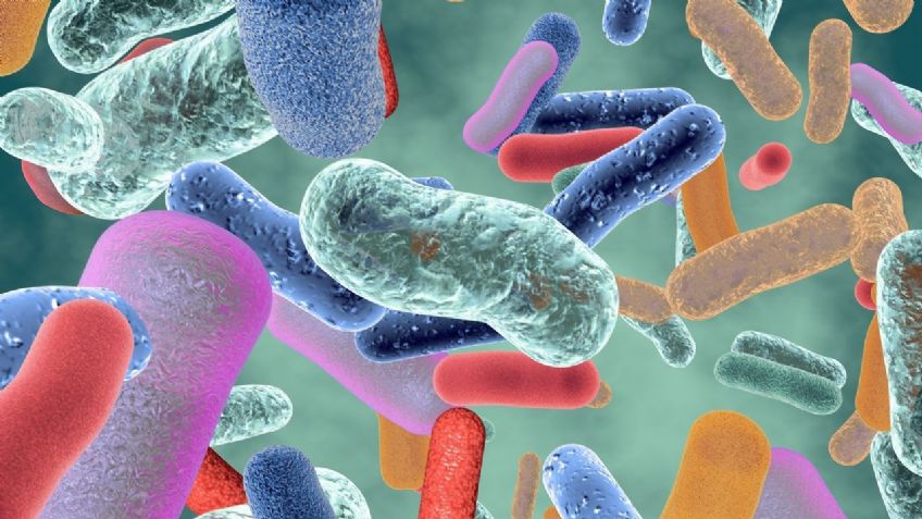 ¿Peligro para la humanidad? Superbacterias resistentes a los antibióticos cobraron 1.27 millones de vidas