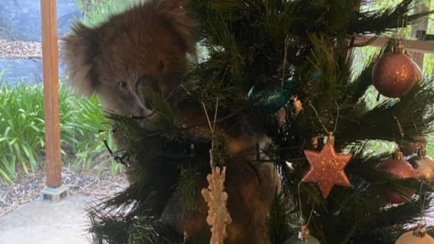 ¡Tierna confusión! Koala escala árbol de navidad al creer que era uno real