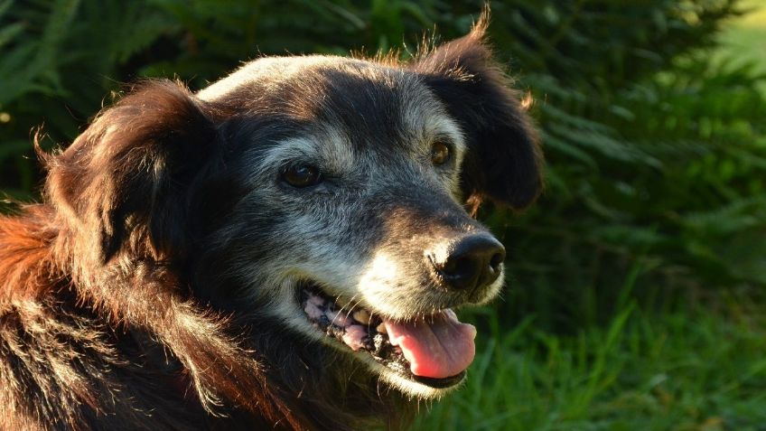 ¿Cómo debo cuidar a mi PERRO de edad avanzada? Aquí te traemos los mejores tips: VIDEO