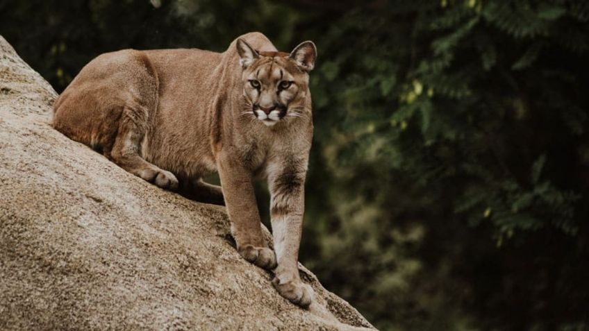 Reportan presencia de pumas en Durango; tres devoraron a un potrillo