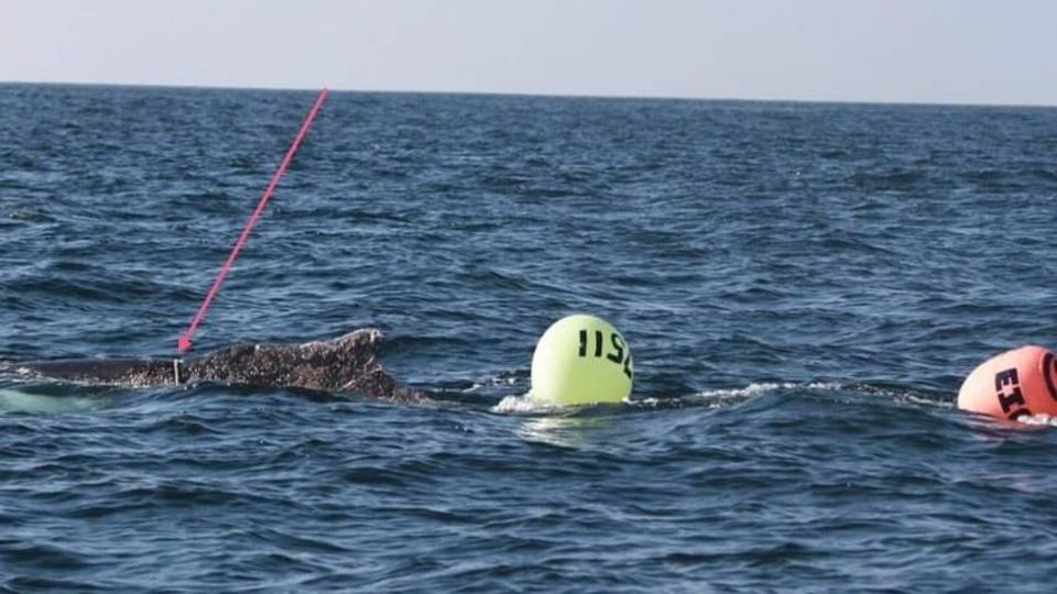 La red pidió ayuda para localizar a la ballena a través de sus redes sociales. Foto: RABEN A.C.